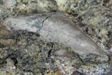 Fossil Turtle Bones & Crocodilian Tooth - Aguja Formation, Texas #88782-2